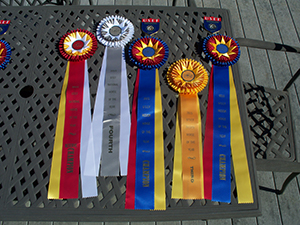 USEF 2015 Ellie